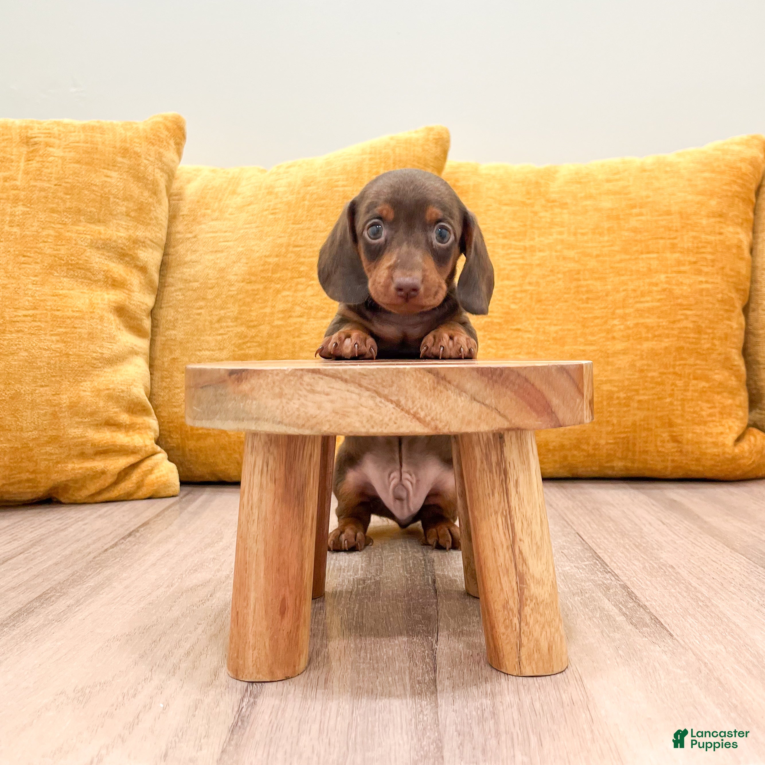 Miniature Dachshund dogs Oliver - Ad 2