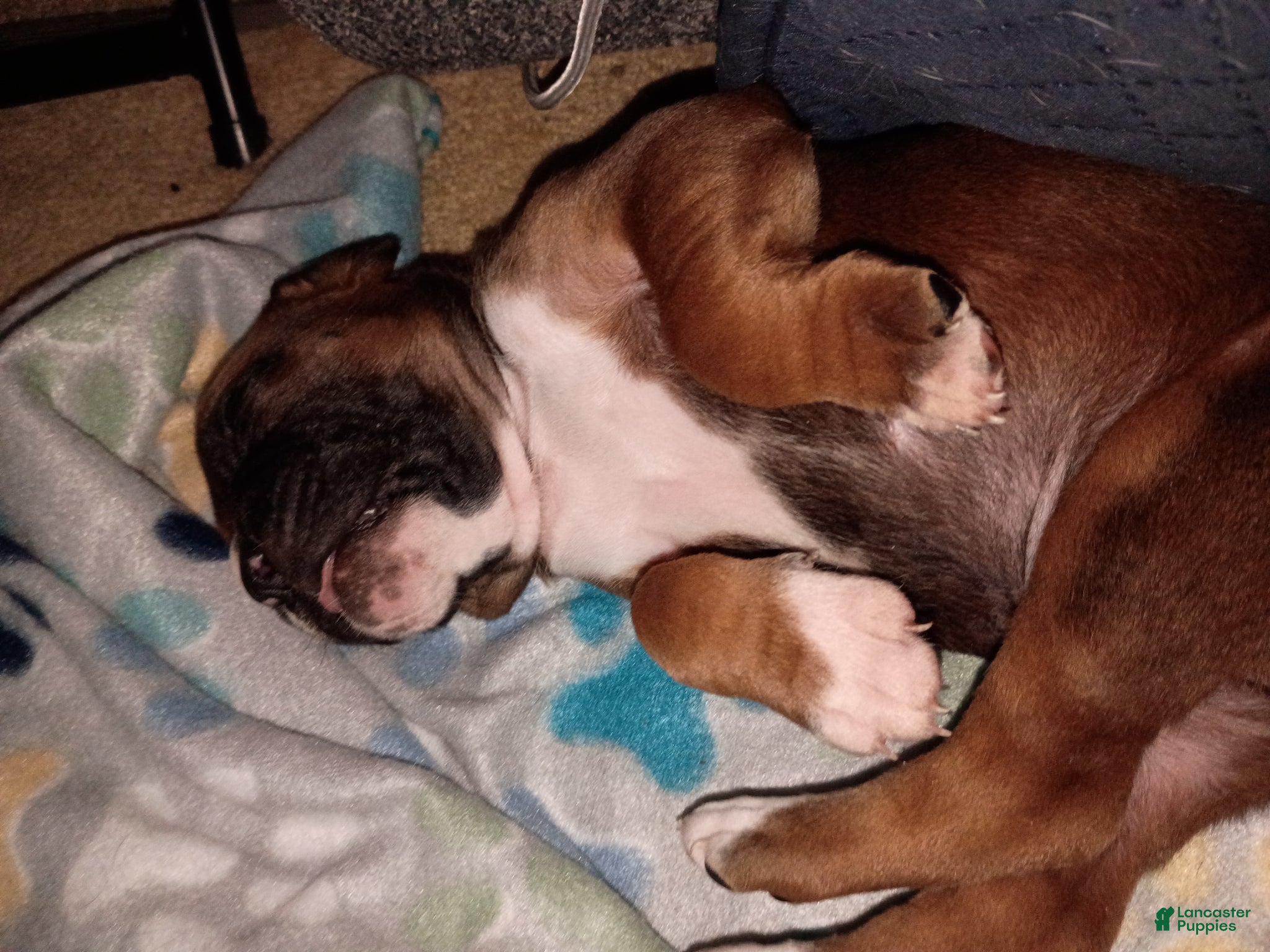 Boxer dogs Remy - Ad 28