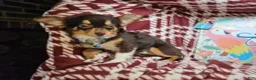Chihuahua dogs for sale: Quinn (LH Tri Choc) - Ad 2