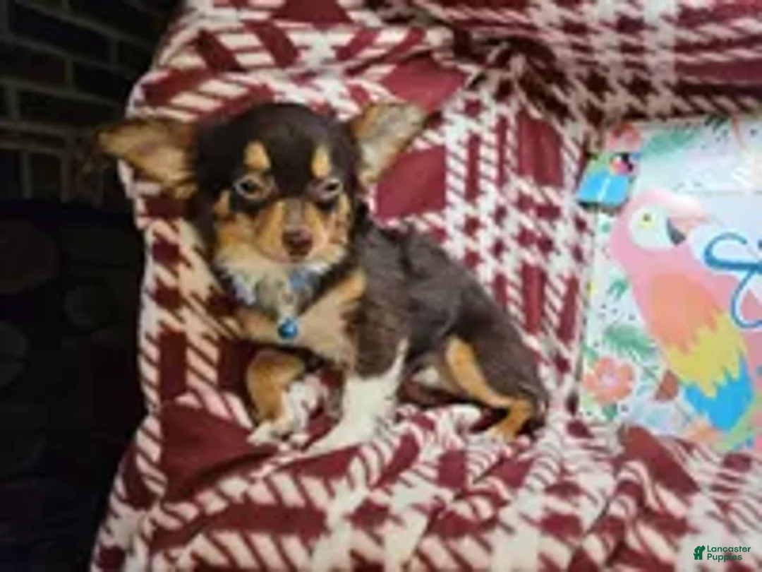 Chihuahua dogs for sale: Quinn (LH Tri Choc) - Ad 2