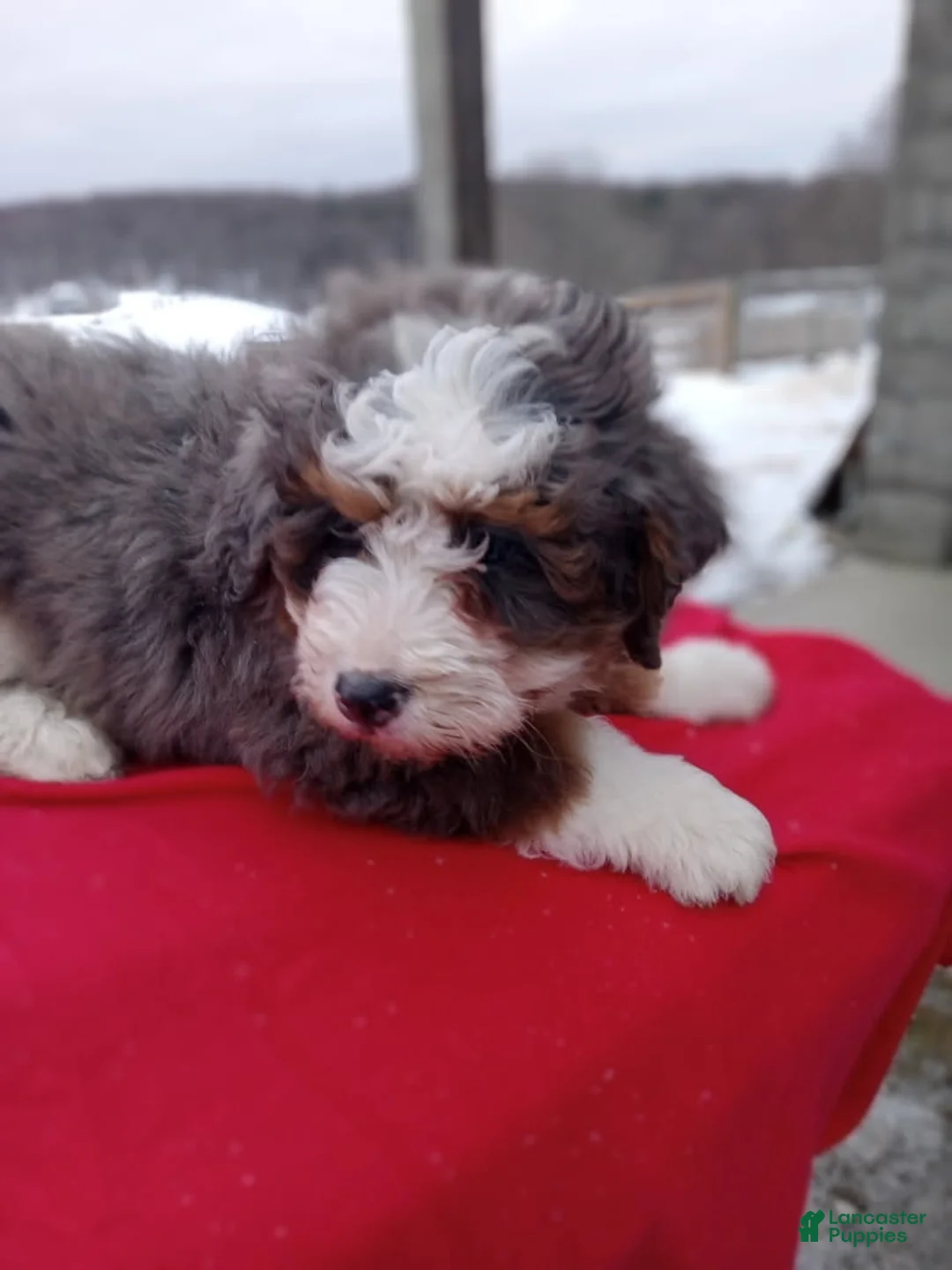Mini Bernedoodle dogs for sale: Lola - Ad 3