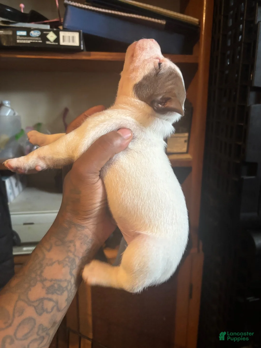 Mixed Breed dogs for sale: Mixed Breed 2 - Ad 2