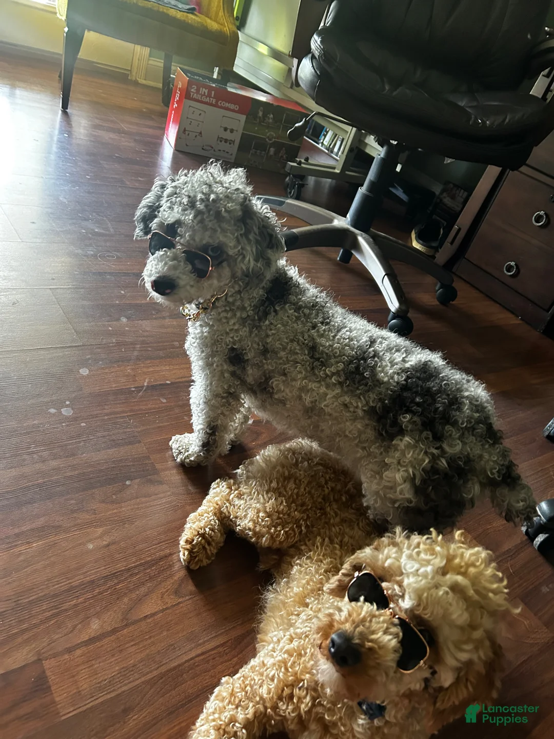 Toy Poodle dogs for stud: Maverick  - Ad 6