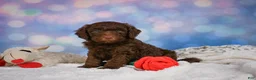 Mini Goldendoodle dogs for sale: Benji - Ad 9