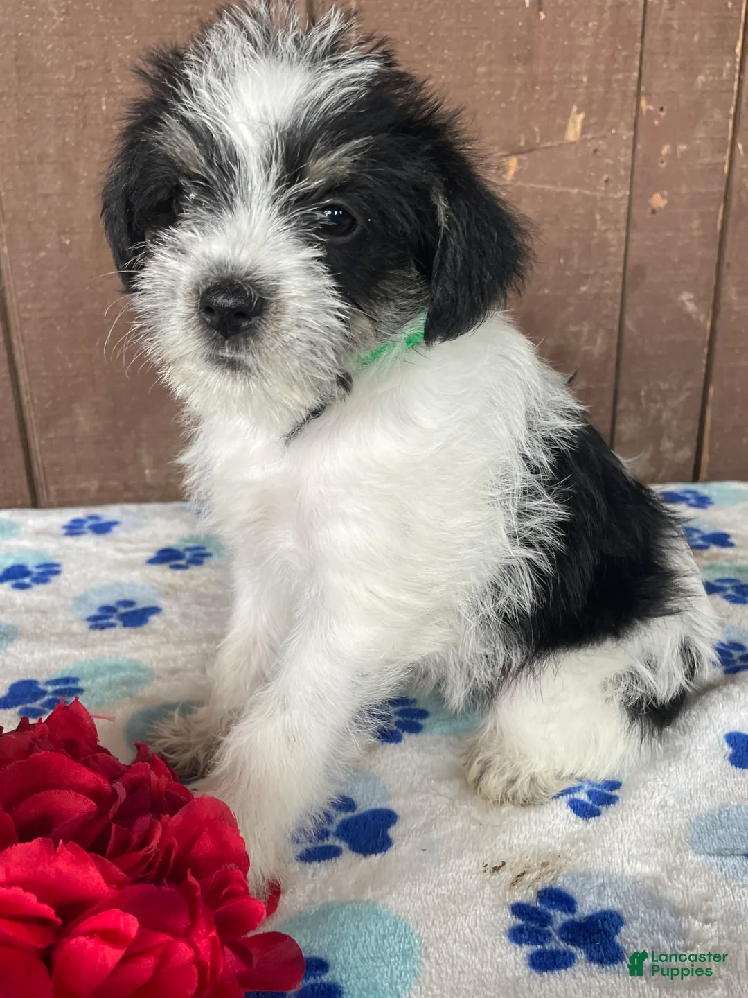 Miniature Schnauzer dogs for sale: Winnie - Ad 4