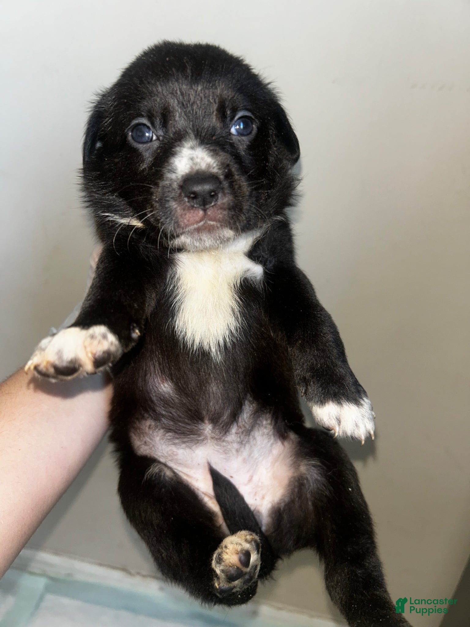 Mixed Breed dogs Mixed Breed Puppy 8 - Ad 9