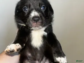 Mixed Breed dogs Mixed Breed Puppy 8 - Ad 9