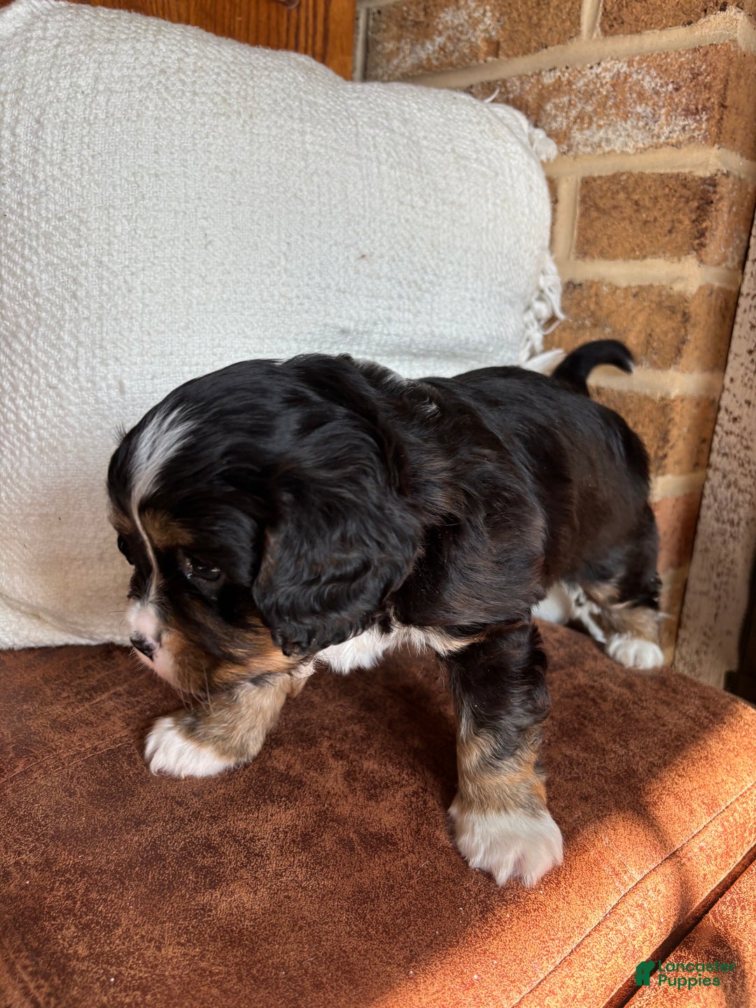 Miniature Bernese Mountain Dog dogs for sale: Tank - Ad 3