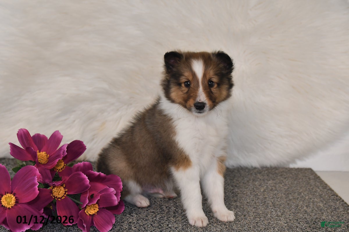 Shetland Sheepdog dogs Miles - Ad 20