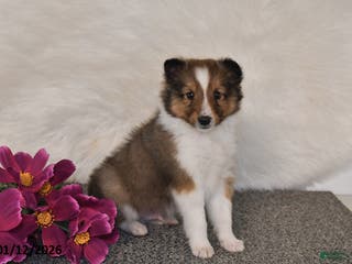 Shetland Sheepdog dogs Miles - Ad 20