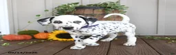 Dalmatian dogs for sale: Lilac - Ad 3