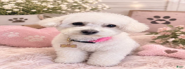 Remi