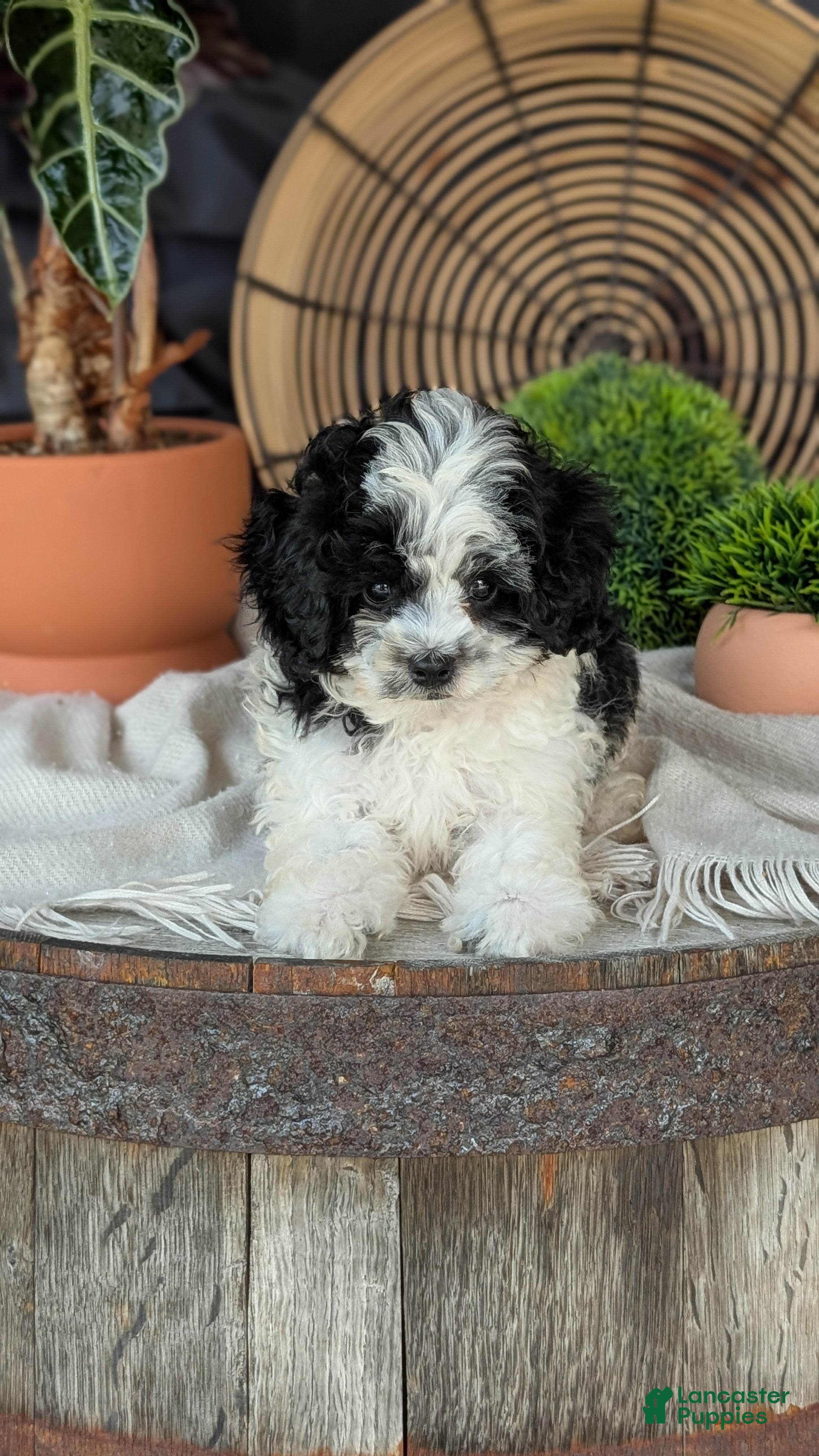 Cockapoo dogs Hunter - Ad 2