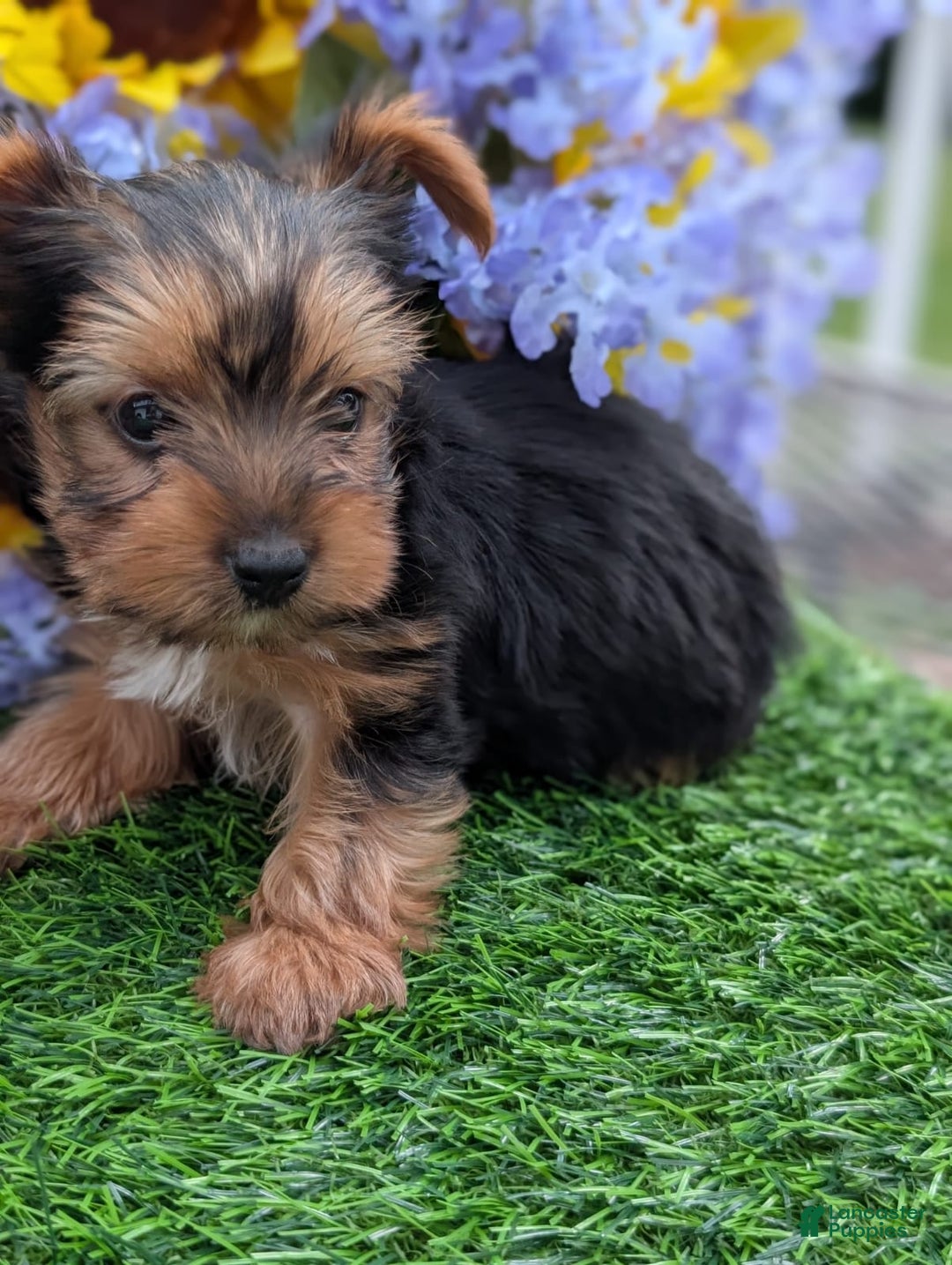 Humboldt Registered Yorkie Puppies For Sale Border Terrier