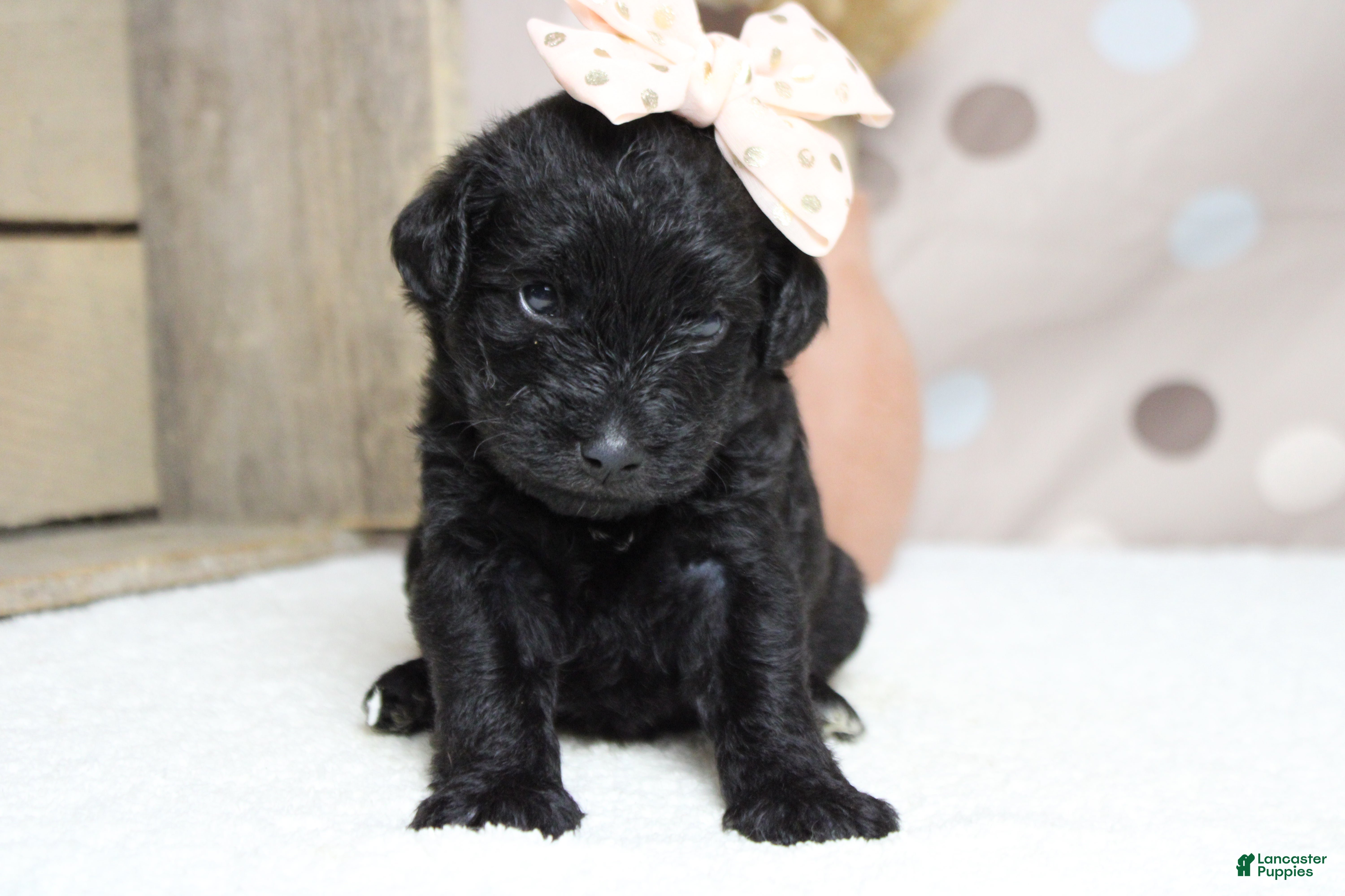 Schnoodle dogs Cabernet  - Ad 2