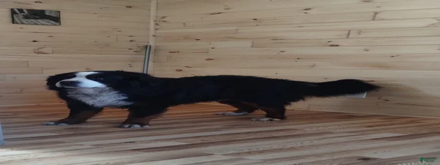 Sammy 