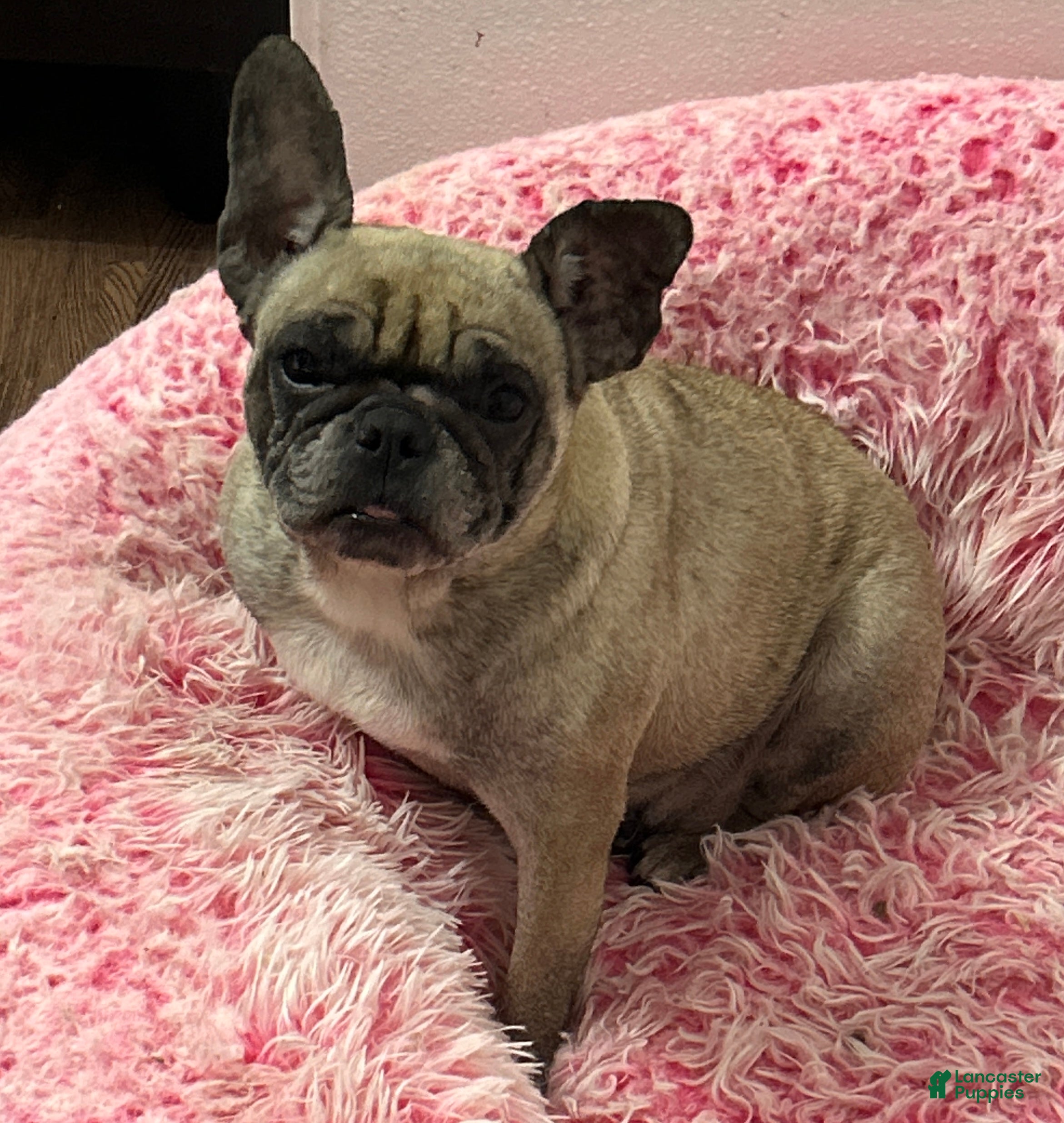 French Bulldog dogs Griffin - Ad 2