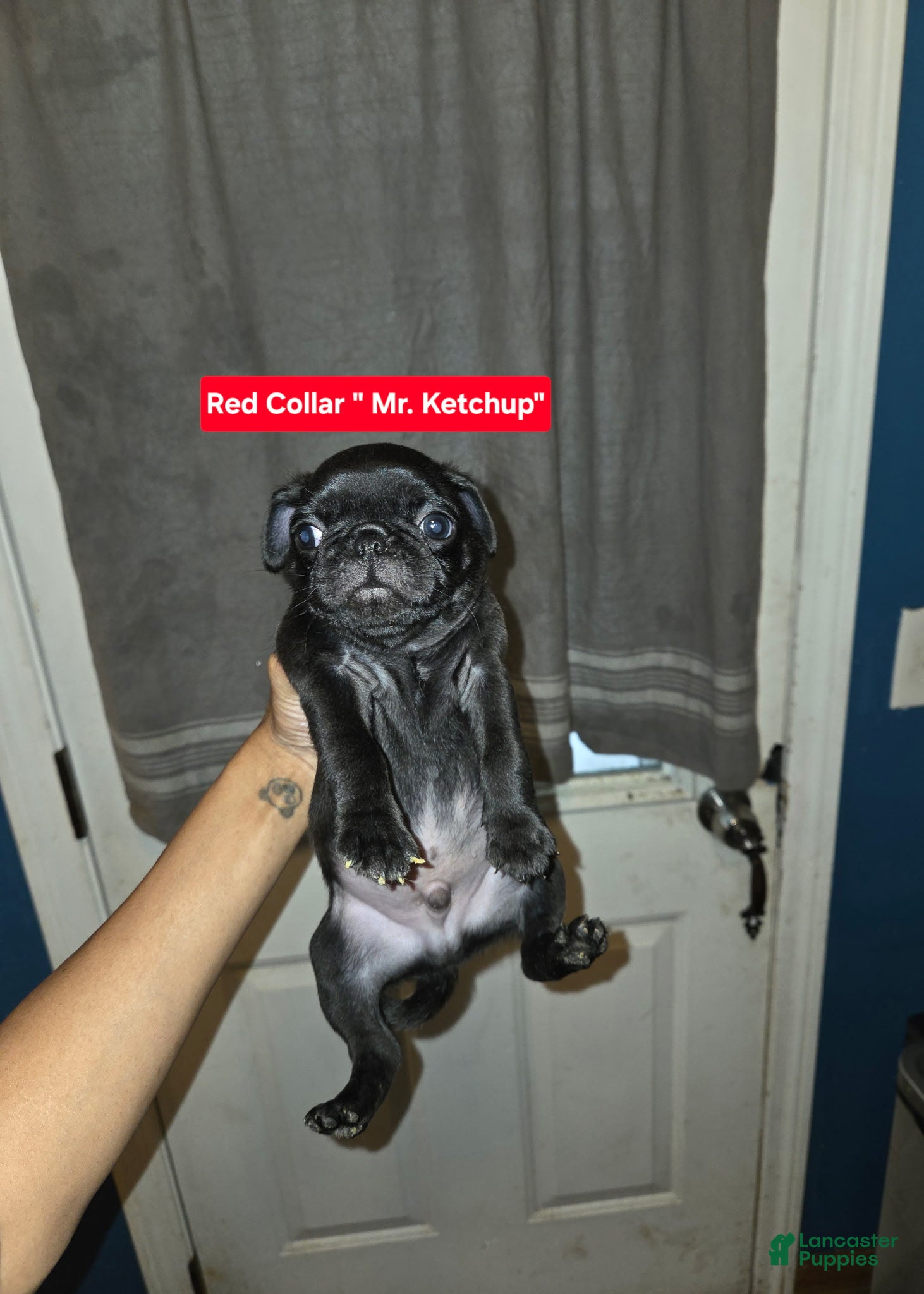 Pug dogs Mr. Ketchup  - Ad 23