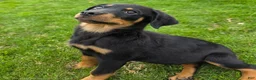 Rottweiler dogs for sale: Rottweiler Puppy 1 - Ad 6
