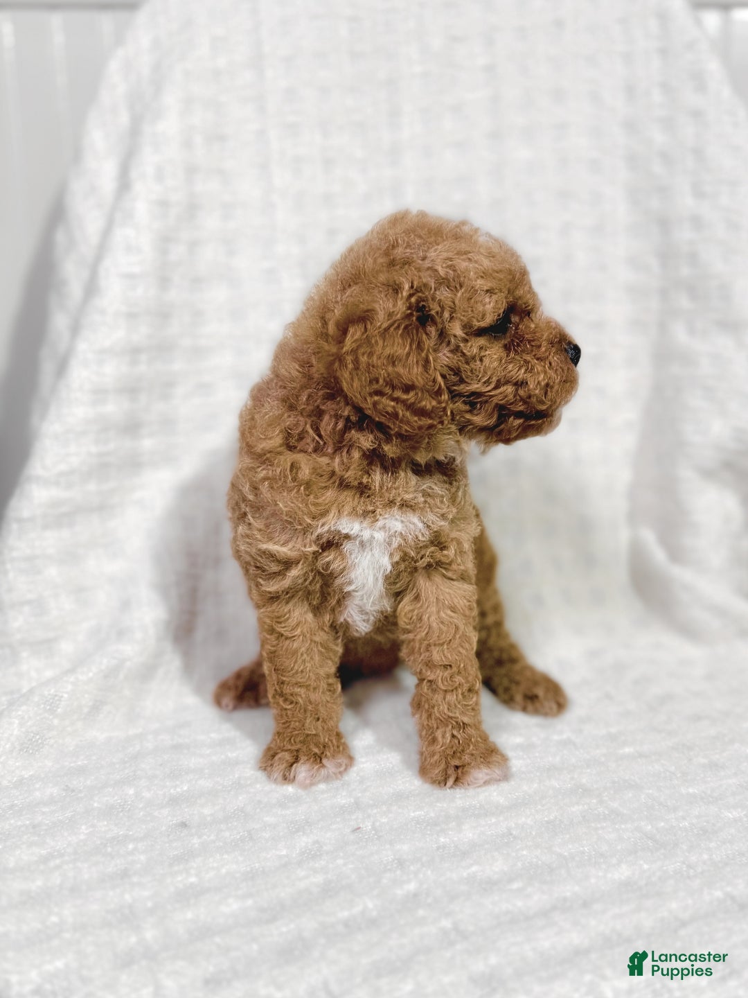 Cavapoo dogs for sale: Peanut - Ad 3