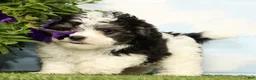 Maltipoo dogs for sale: Kya - Ad 2