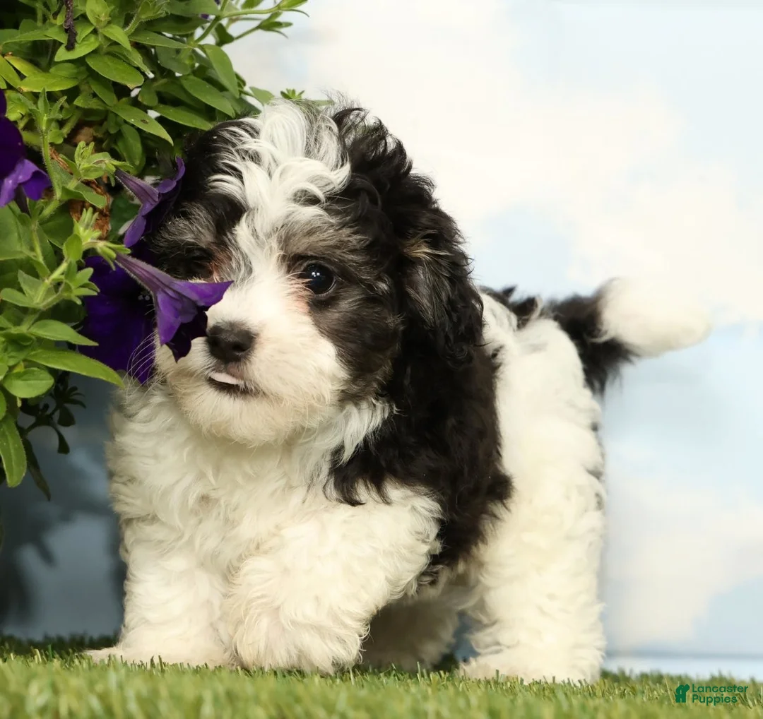 Maltipoo dogs for sale: Kya - Ad 2