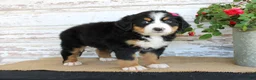 Bernese Mountain Dog dogs for sale: Mercy - Ad 6