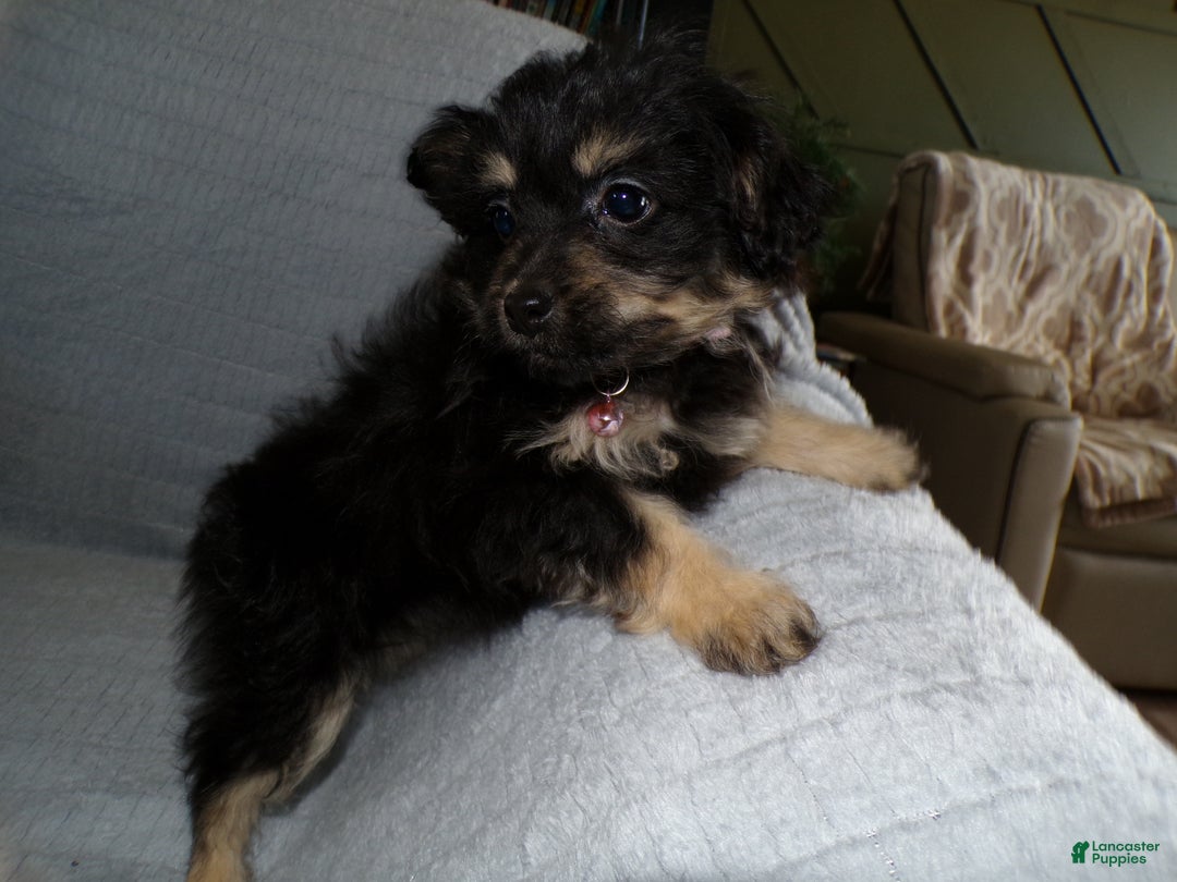 Pomapoo dogs for sale: Pomapoo Puppy 1 Tara - Ad 1