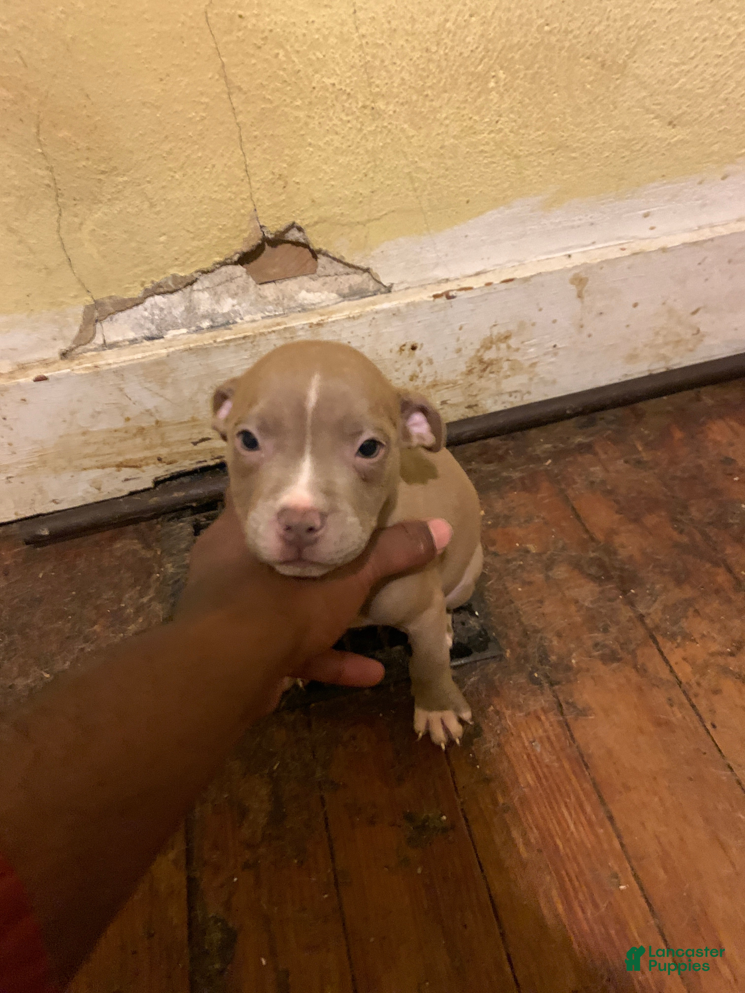 American Bully dogs American Bully Puppy 6 - Ad 35