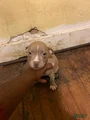 American Bully Puppy 6