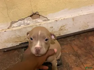 American Bully dogs American Bully Puppy 6 - Ad 35