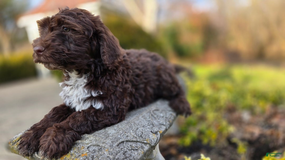Portuguese Water Dog dogs for sale: Tori - Ad 10