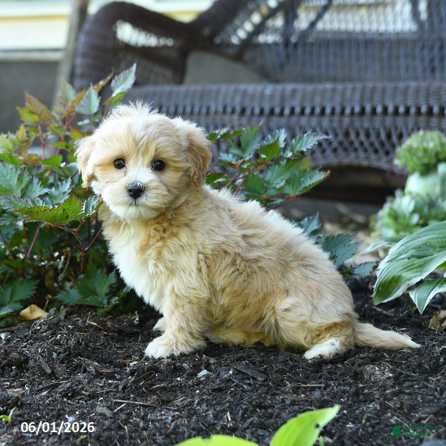 Maltipoo dogs Bud - Ad 1