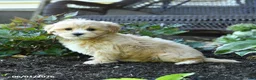 Maltipoo dogs for sale: Bud - Ad 4