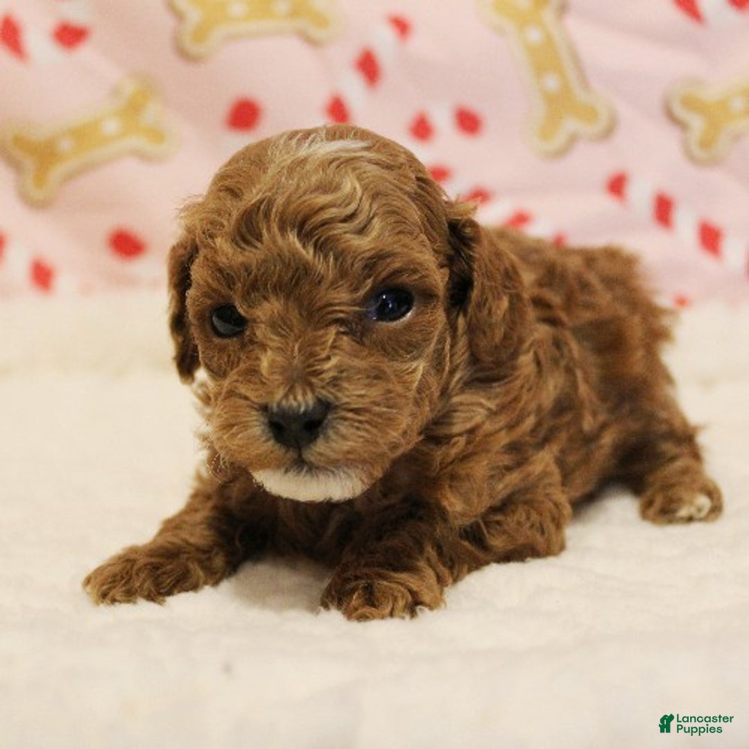 Toy Poodle dogs for sale: Snowflake - Ad 1