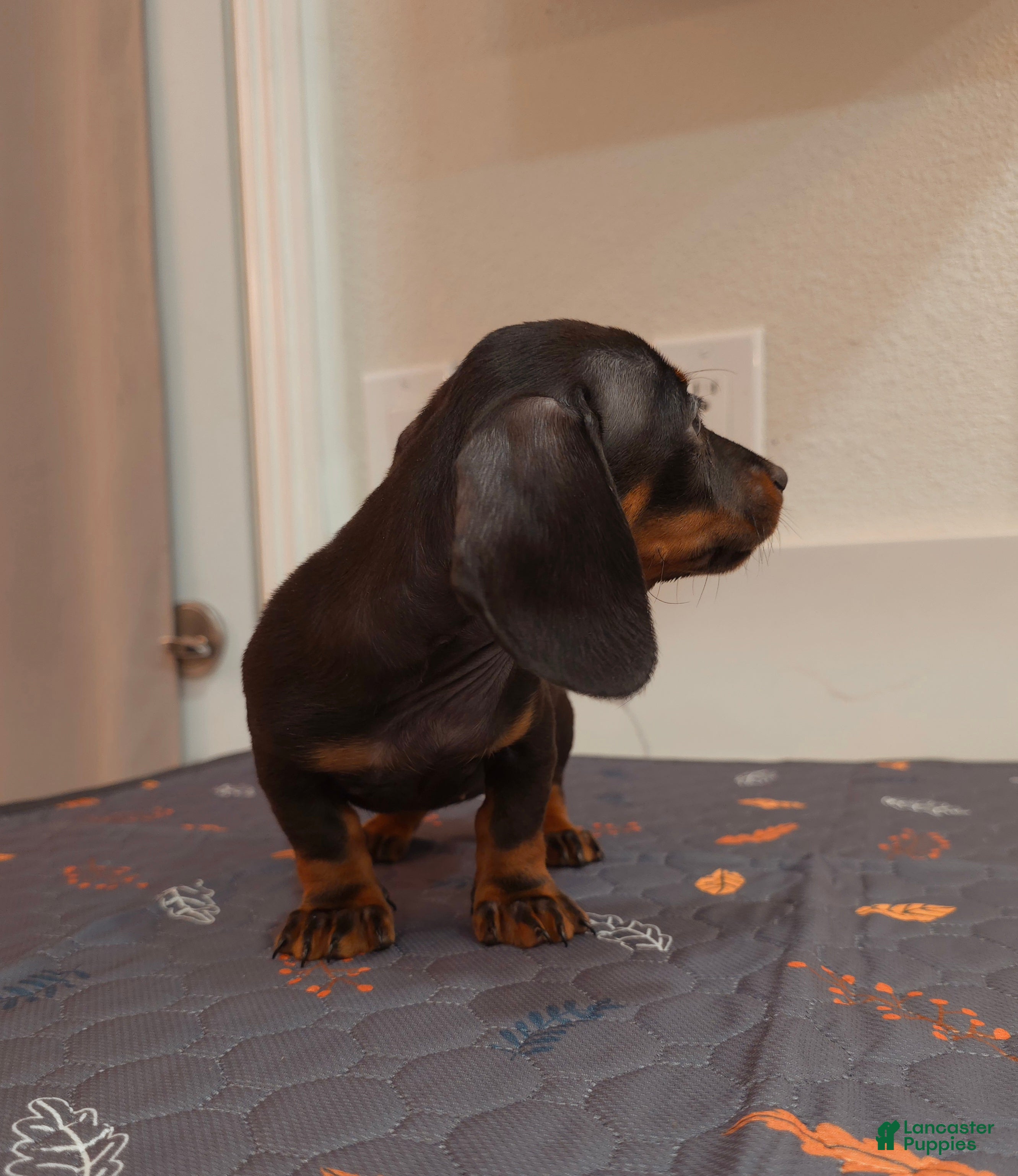 Miniature Dachshund dogs Miniature Dachshund Puppy 4 - Ad 2