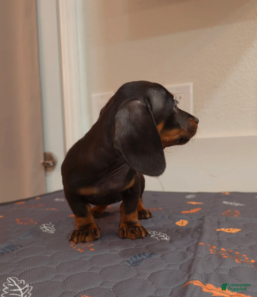 Miniature Dachshund dogs for sale: Miniature Dachshund Puppy 4 - Ad 2