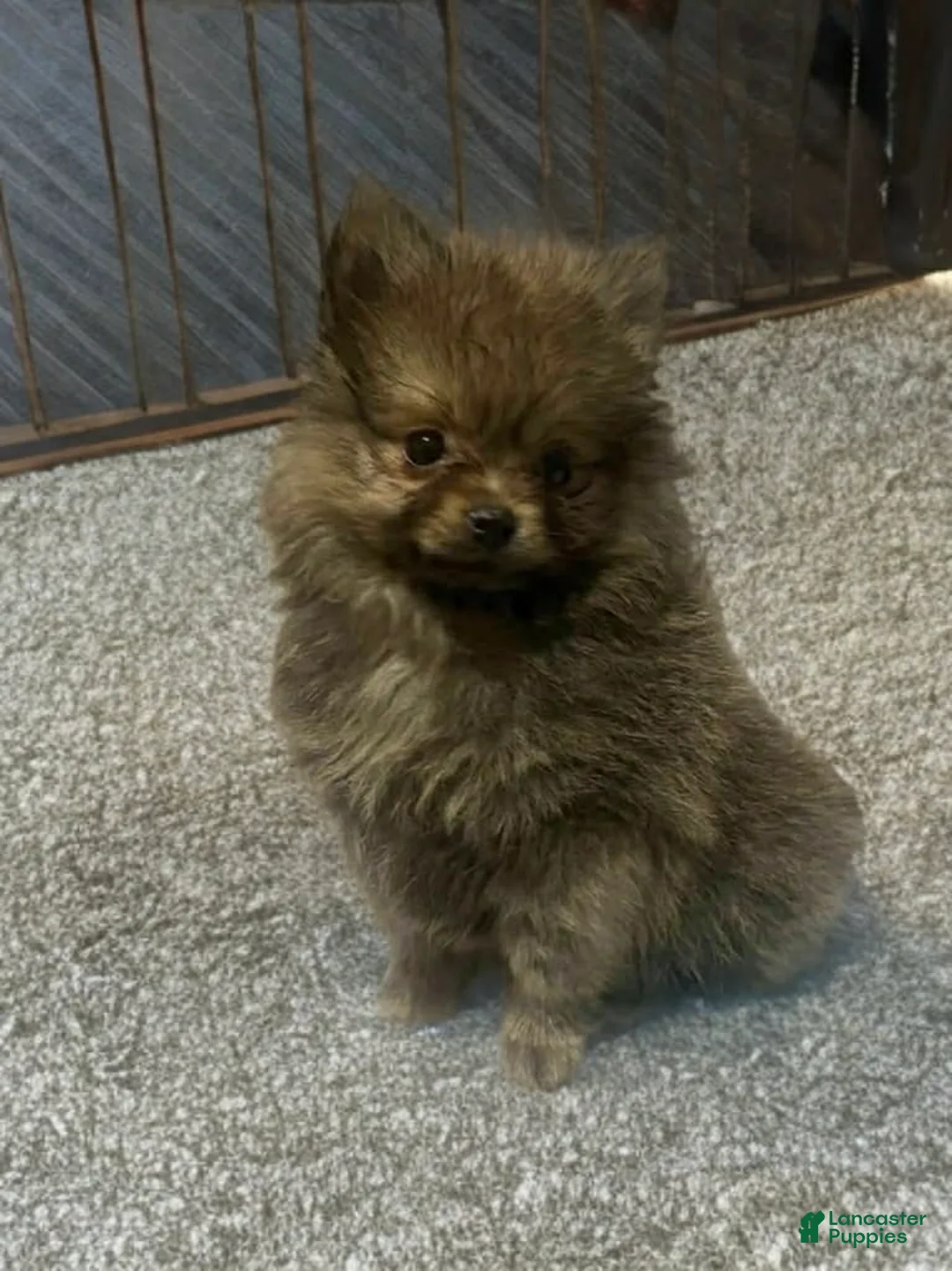 Pomeranian dogs for sale: Teddi - Ad 6