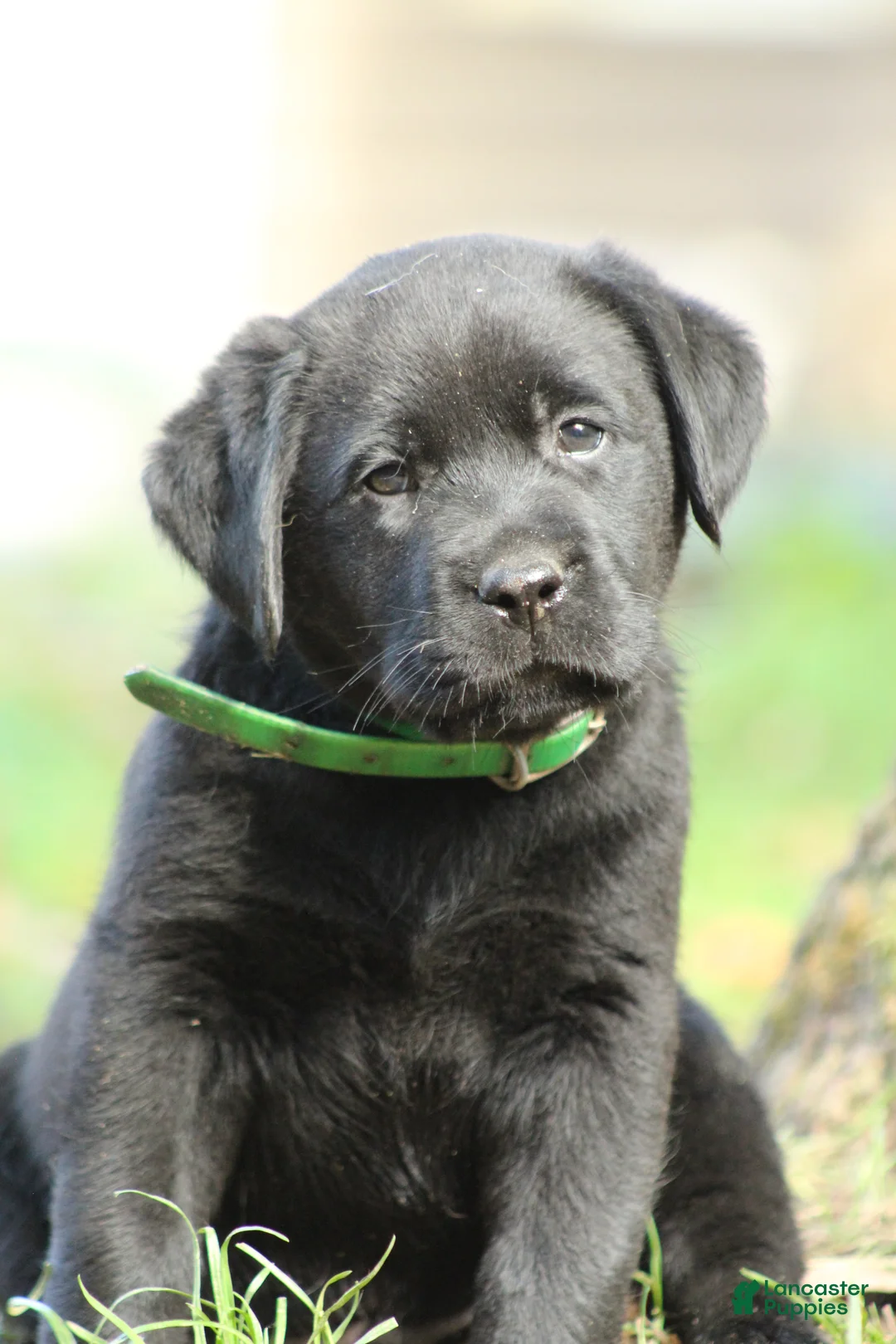 Labrador Retriever dogs for sale: Ollie - Ad 6