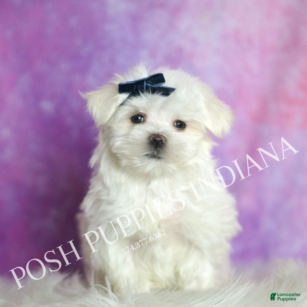 Maltese dogs Louie AKC - Ad 40