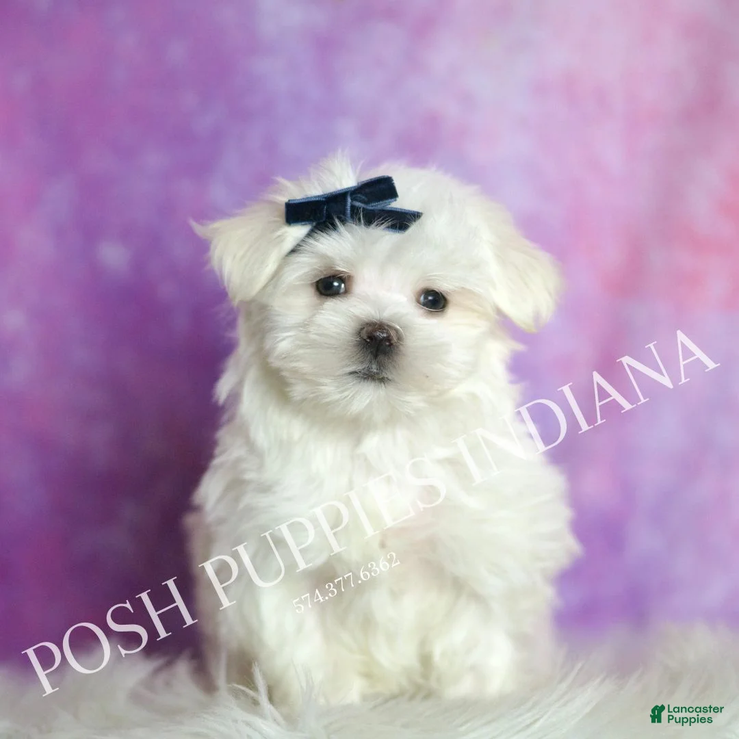 Maltese dogs for sale: Louie AKC - Ad 1
