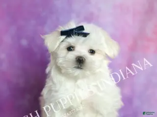 Maltese dogs Louie AKC - Ad 40