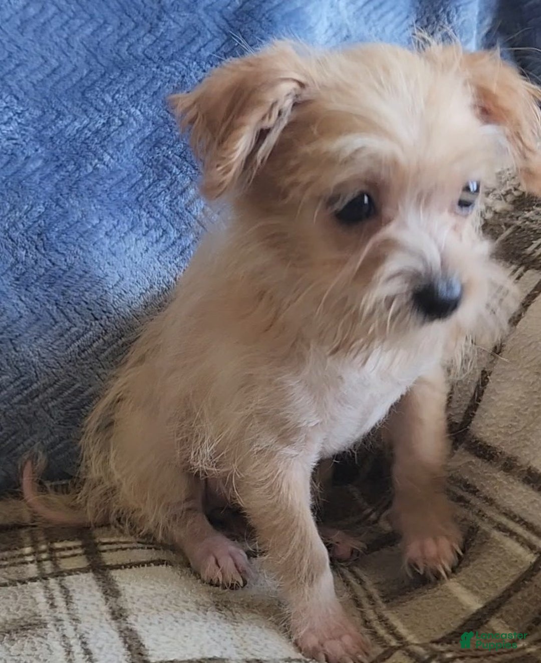 Mixed Breed dogs for sale: Maddie - Ad 2