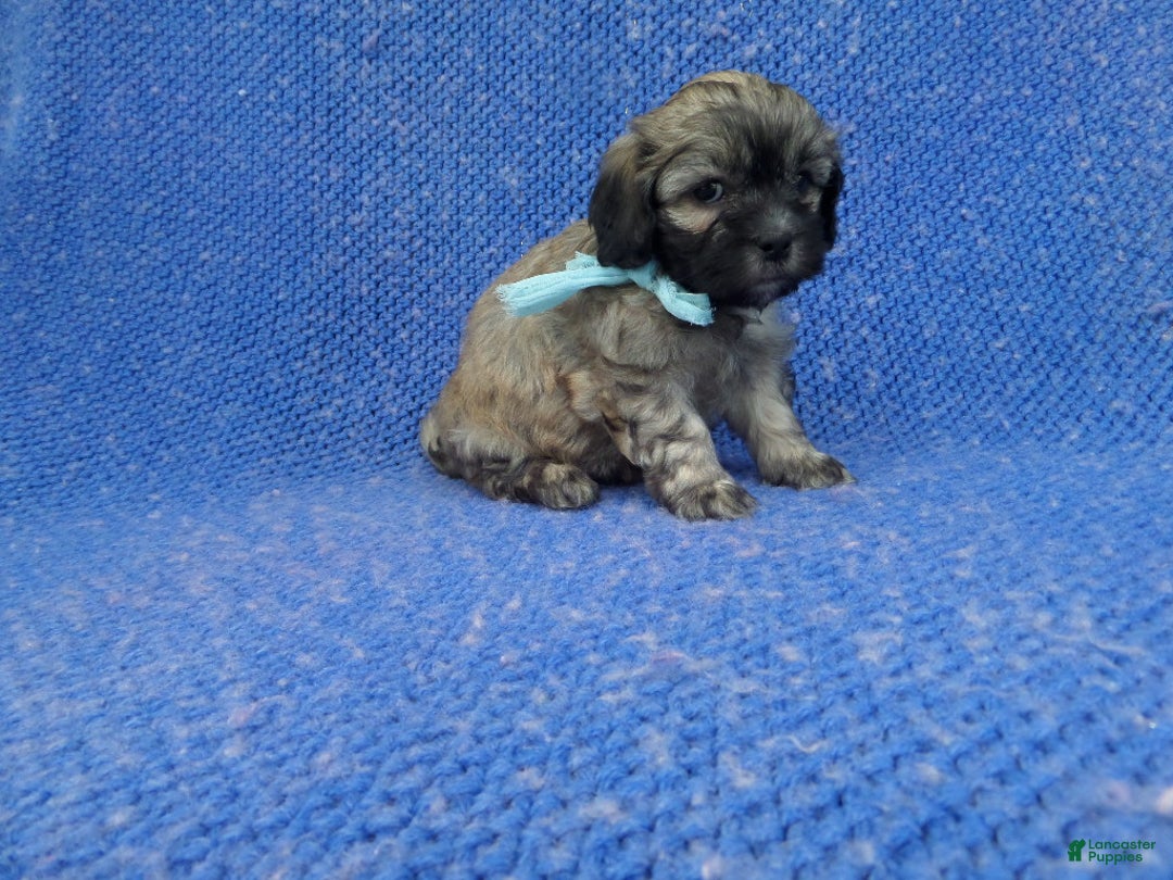 Malshi dogs for sale: Jonny - Ad 1