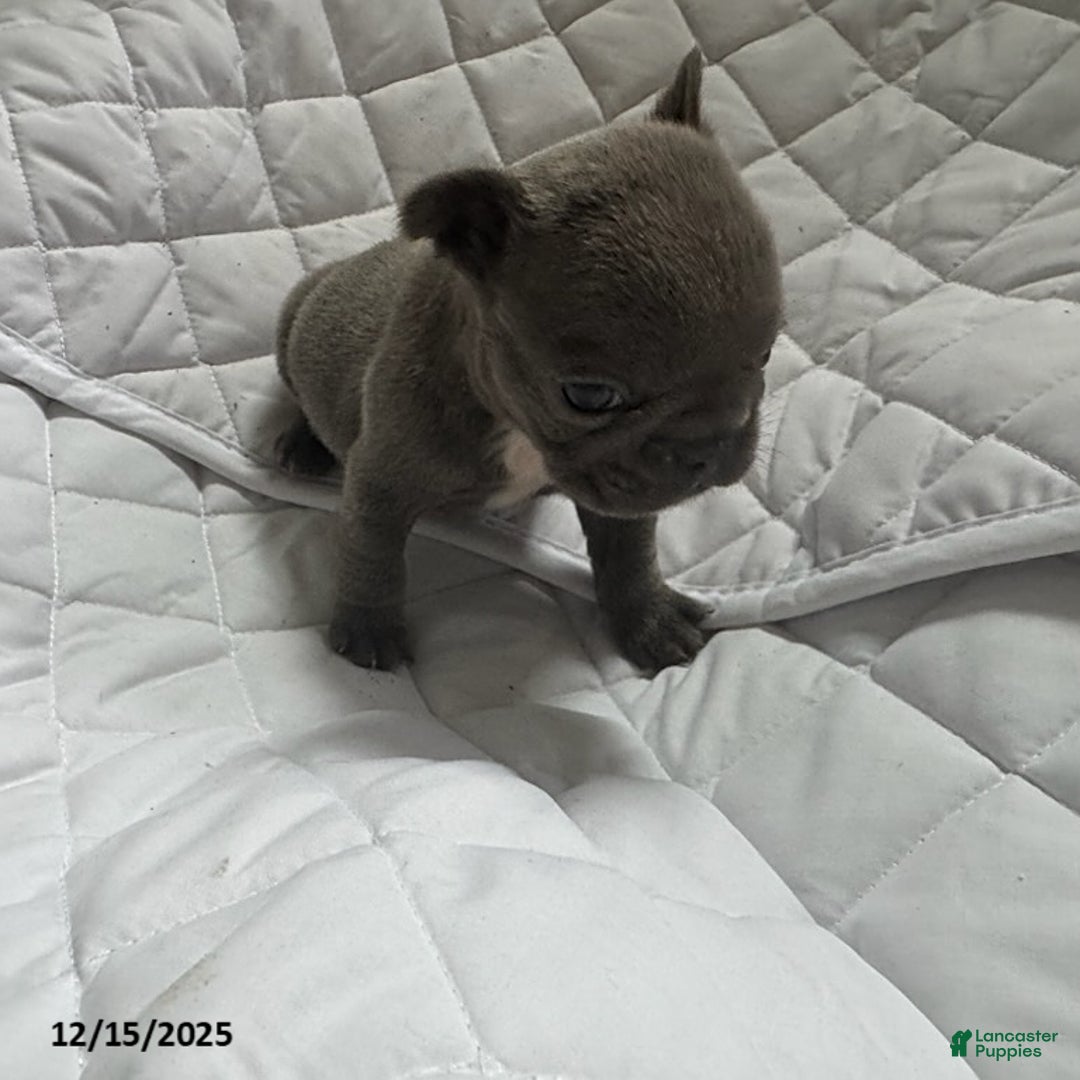 French Bulldog dogs for sale: Blue - Ad 3