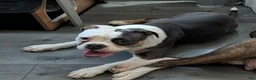 Olde English Bulldogge dogs for sale: Olde English Bulldogge Puppy 1-Nyx - Ad 3