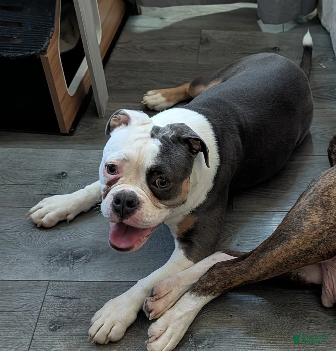 Olde English Bulldogge dogs for sale: Olde English Bulldogge Puppy 1-Nyx - Ad 3