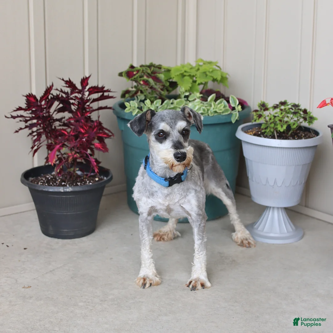 Miniature Schnauzer dogs for sale: Jasper - Ad 6