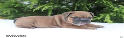 English Bulldog dogs for sale: Clara - Ad 5