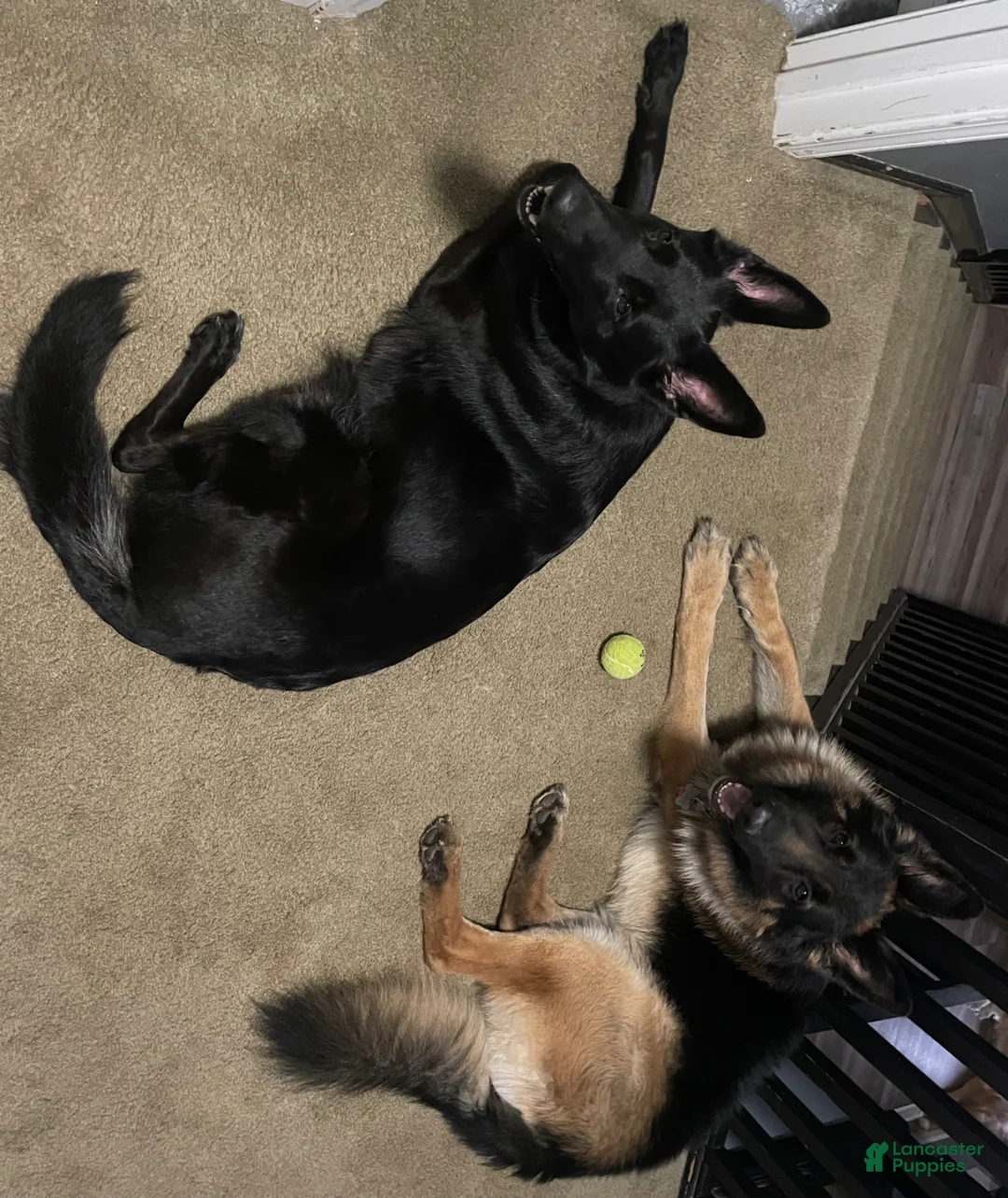 German Shepherd dogs for sale: German Shepherd Puppy 4 - Ad 2